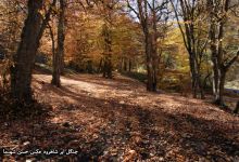 گزارش تصویری از فصل پاییز در جنگل ابر شاهرود